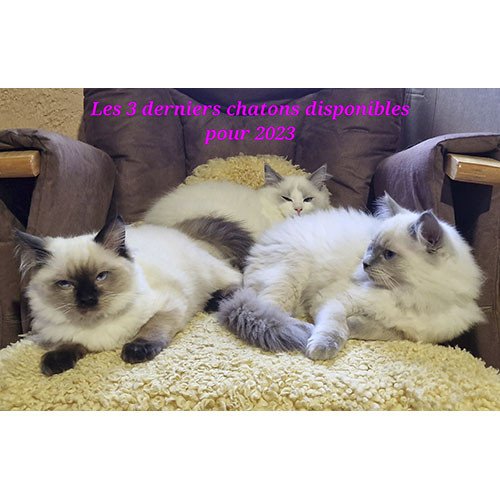 Chatons