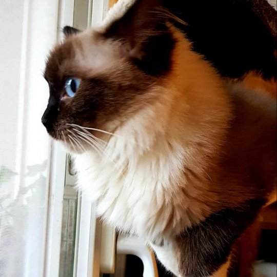 chat Ragdoll Oxy des douceurs bleus Ragdoll Enireves - Montpellier