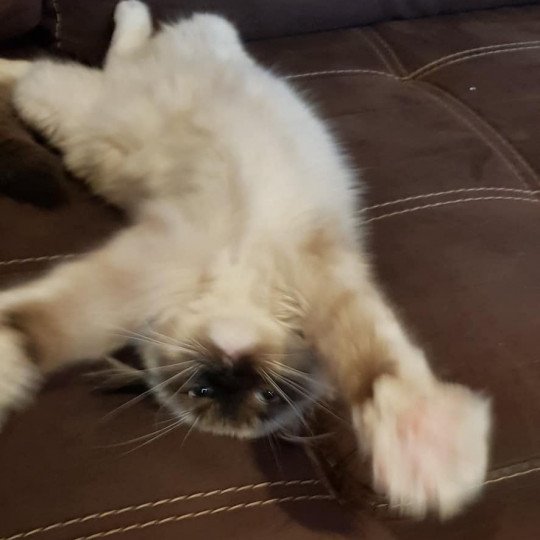 chat Ragdoll Oxy des douceurs bleus Ragdoll Enireves - Montpellier