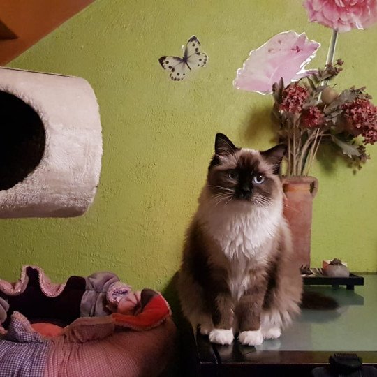 chat Ragdoll Oxy des douceurs bleus Ragdoll Enireves - Montpellier