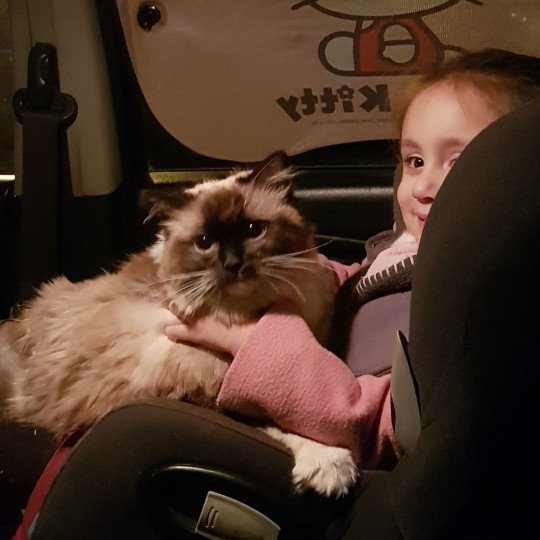 chat Ragdoll black mitted Oxy des douceurs bleus Ragdoll Enireves - Montpellier