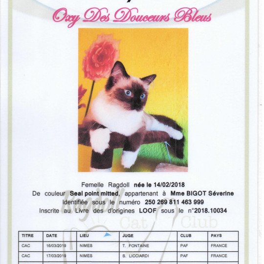 chat Ragdoll black mitted Oxy des douceurs bleus Ragdoll Enireves - Montpellier