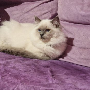 chaton Ragdoll blue point Uggy Ragdoll Le joyau de mes rêves