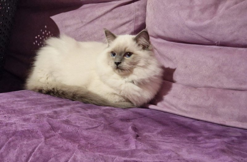 Uggy Le Joyau de mes rêves Mâle Ragdoll