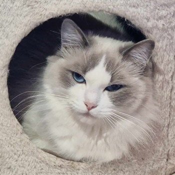 Chaton Ragdoll Ragdoll Le joyau de mes rêves - Montpellier Chaton Ragdoll Ragdoll Le joyau de mes rêves - Montpellier